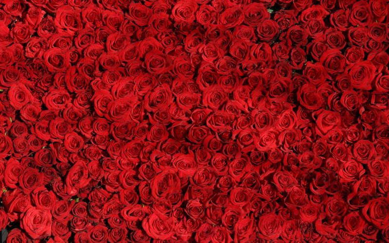 Antalet Rosor i en Bukett och vad de Symboliserar