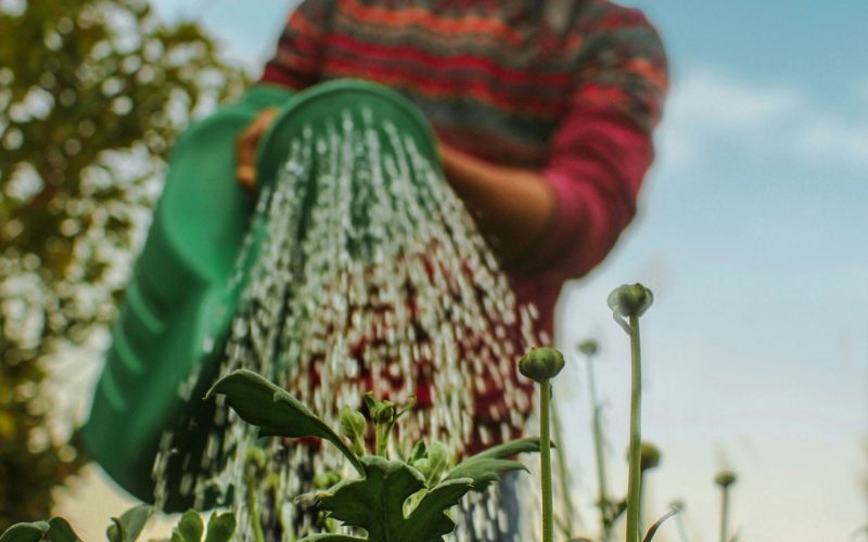 Maximera Dina Växters Potential med Guldvatten