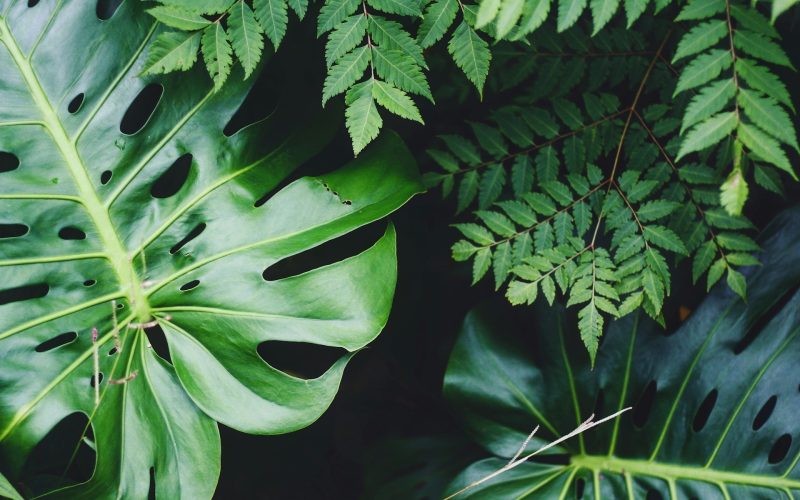 Maximera din inredning med växter: Omhändertagningen kan påminna om spel casino 1 Växter